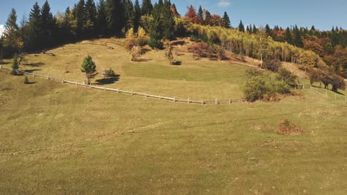Aerial Fir Forest at Mountain Top