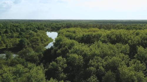 Endless Pine Forests and a River Among Them. View From Above