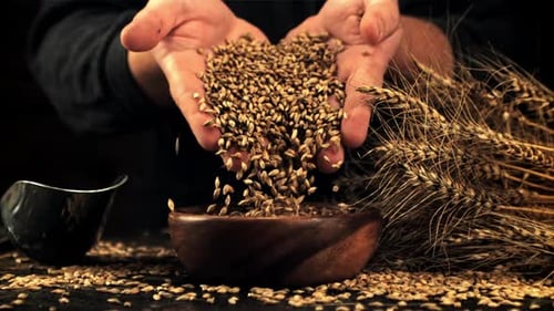 Hands Poured Wheat Grain Into Bowl