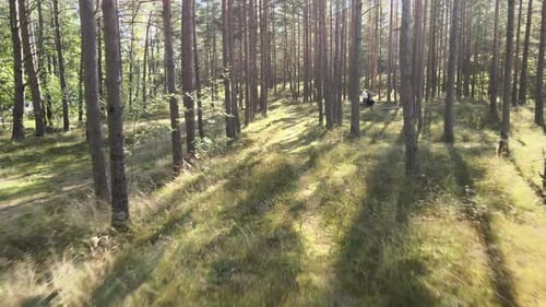 Promenade en forêt naturelle