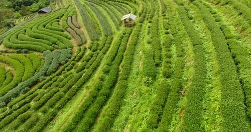 Aerial View of Tea Plantation Terrace on Mountain