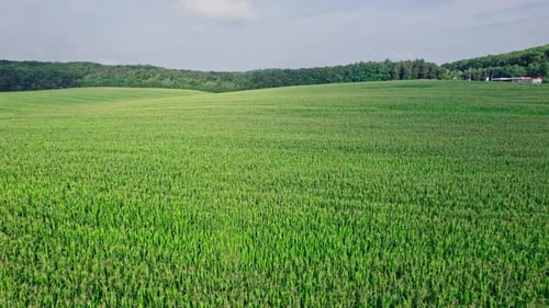 Drone Flies Over Green Agriculture Corn Field