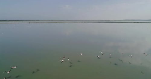 Flying Backwards Over a Flock of Flamingos on a Salt Lake in Albania
