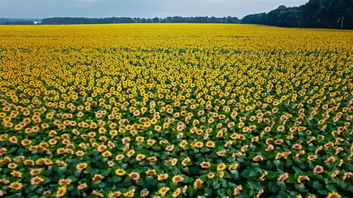 Aerial View of a Vibrant Sunflower Field