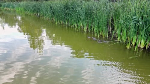Im Teich, entlang des Schilfdickichts, schwimmt eine Mutterente mit ihren Kindern.
