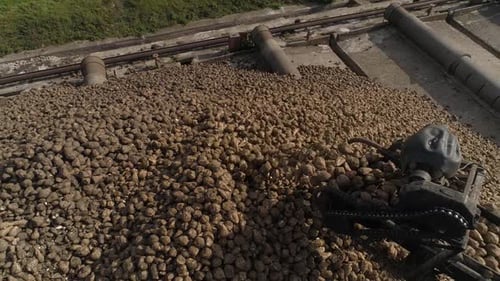 Zuckerrübenhaufen des Feldes nach der Ernte vor der Verarbeitung