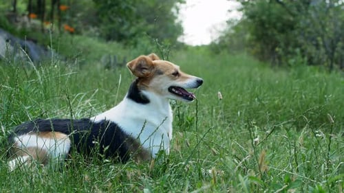 Dog Resting in Grassy Field During Daytime