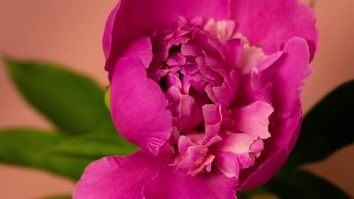 Close Up Timelapse of Pink Blooming Peony Flowers on Peach Background