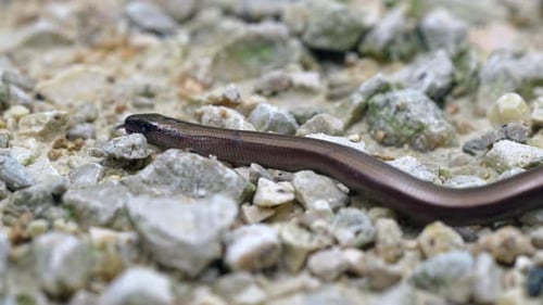 Slow Worm Crawling on Rocky Ground