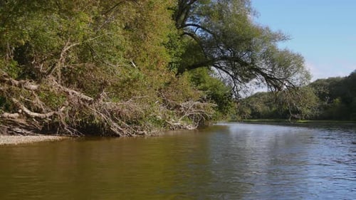 Trees along a river