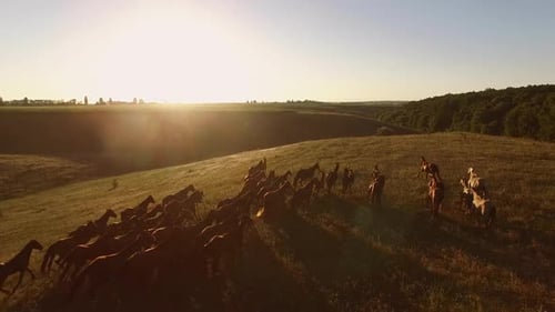 View of Horses From Air