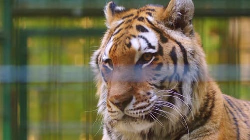 Close-Up of a Captive Tiger Resting