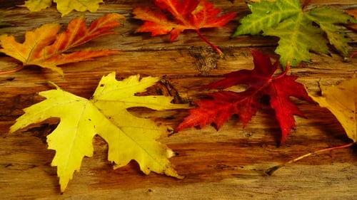 Colorful Autumn Leaves on Wood Grain Surface