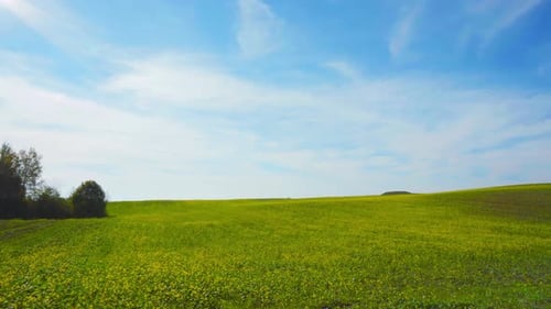 Feld aus blühendem Raps und Sonne, Pfanne