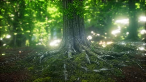 Scenic Forest of Fresh Green Deciduous Trees Framed By Leaves