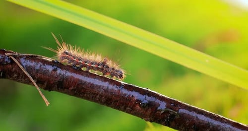 Hairy Caterpillar Crawling on a Branch