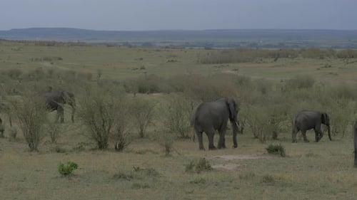 Elefanten und Kalb laufen zwischen Büschen
