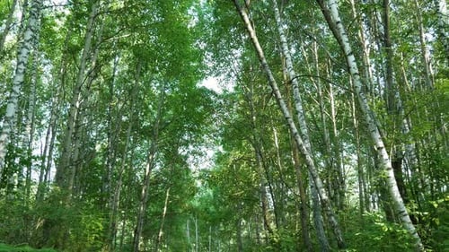 POV Of Trees In Forest