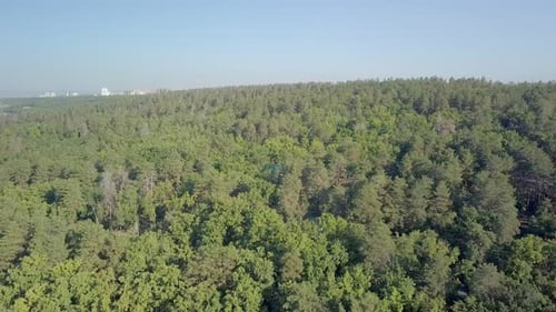 Prise de vue aérienne, la caméra survole une forêt mixte dense par une journée d'été ensoleillée