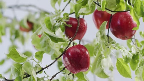 Many Apple Branches on a Beautiful Tree a Drop Falls on a Red Apple in Studio