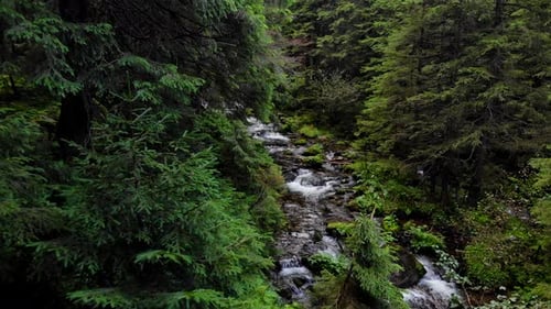 River Flowing Among Stones in Mountain Forest