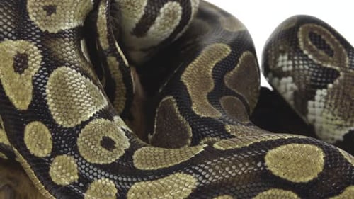 Royal Python o Python Regius sobre un obstáculo de madera en el estudio sobre un fondo blanco. De cerca