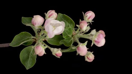 Timelapse of a White Flowers Apple Blossom