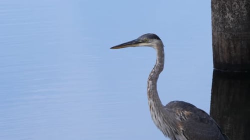 Great Blue Heron Standing Near Water