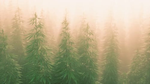 Plantation of Cannabis in Deep Fog