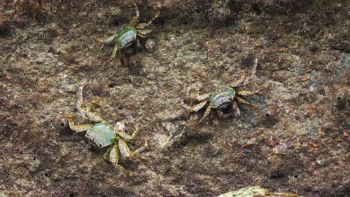 Crabes sur le rocher à la plage