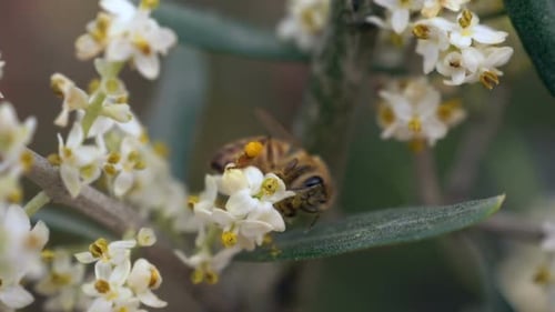 Flor de abeja en cámara lenta