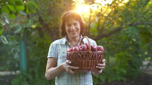 Senior Woman Holding Basket of Apples in Orchard