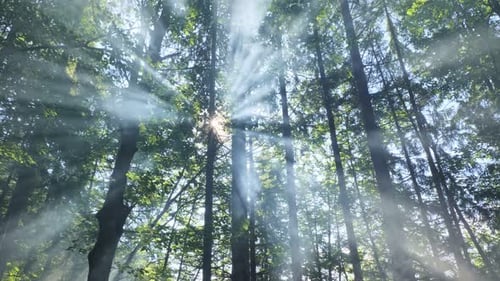 Magischer nebliger Wald an einem frühen Sommermorgen bei Sonnenaufgang
