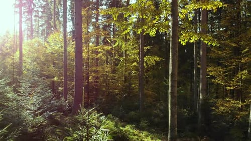 Forest Tracking Sun Magical Wood Forest Wild