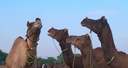 Kamele beim Pushkar Mela Kamelfest auf dem Feld beim Essen und Kauen