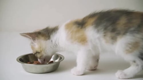 Small Kitten Eating Wet Food from Bowl