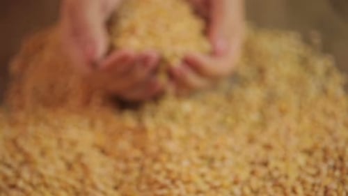 Primer plano de un puñado de guisantes secos, granjero que ofrece productos alimenticios orgánicos al comprador