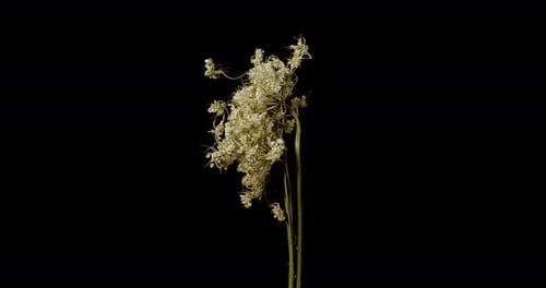 Angelica The Archangel. Angelica Medicinal. Field Grass