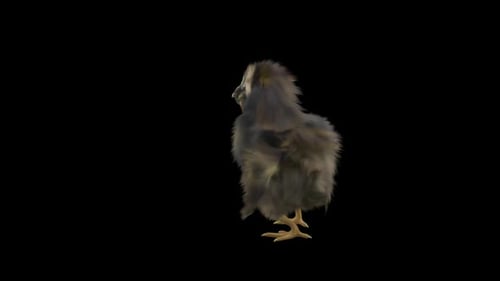 Fluffy Baby Chick Animation with Realistic Movement