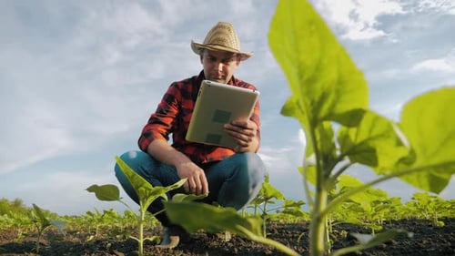 Farmer Using Tablet Inspecting Crops in a Field