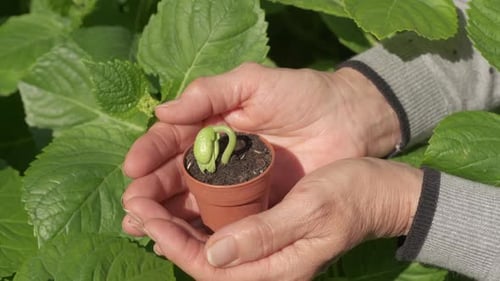 Woman holding bean seed, agriculture farming concept, garden care, sprout growing.