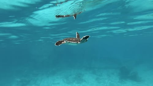 Bébé tortue de mer commence à apprendre à nager sous l'eau. Gros plan