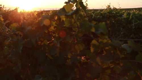 Grape Field During Sunset