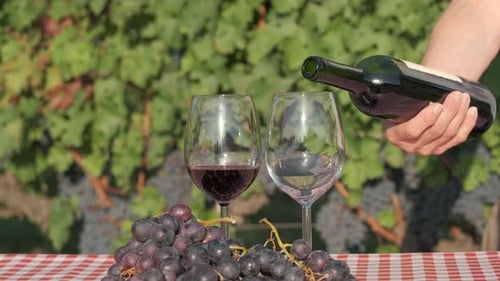 Wine taste at vineyards field, pouring red wine in glass