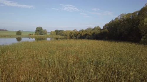 flying over reeds in beautiful spring landscape with small pond.