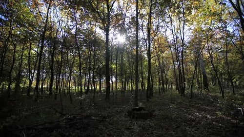 Deep in the Forest