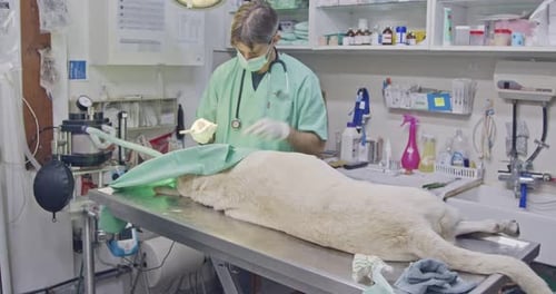 Veterinary surgery - Veterinarian operating a white dog in a pet clinic