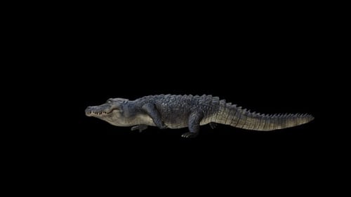 Alligator-Spaziergang