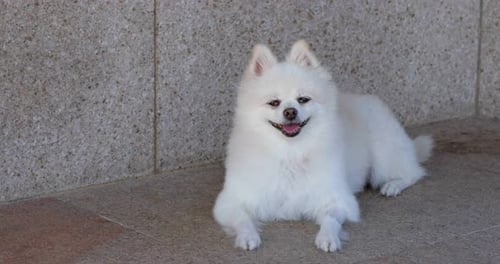 White pomeranian dog at outdoor