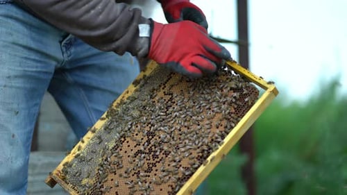 Beekeeper Inspecting Honeycomb Frame with Bees